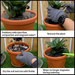 Step-by-step process of repotting a plant with text instructions on improving soil conditions.