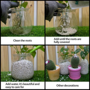 Step-by-step guide on how to care for a cactus in a jar