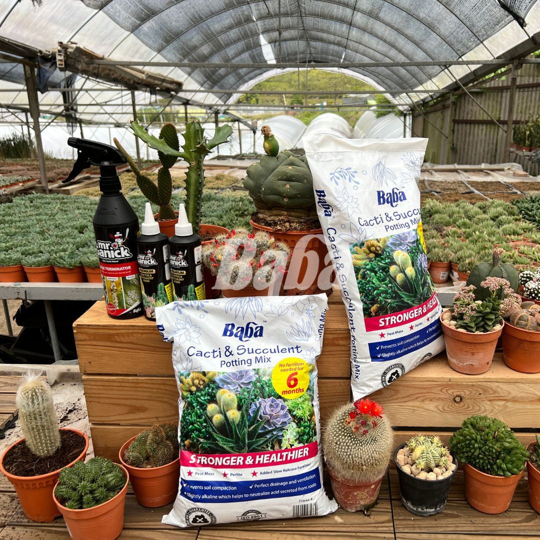 Baba Cacti & Succulent Potting Mix (7L) — Baba E Shop