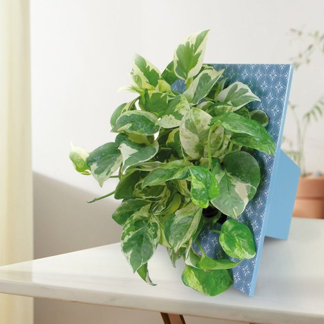 Baba Frame Pot 【BI-FP-220】 — Baba E Shop
