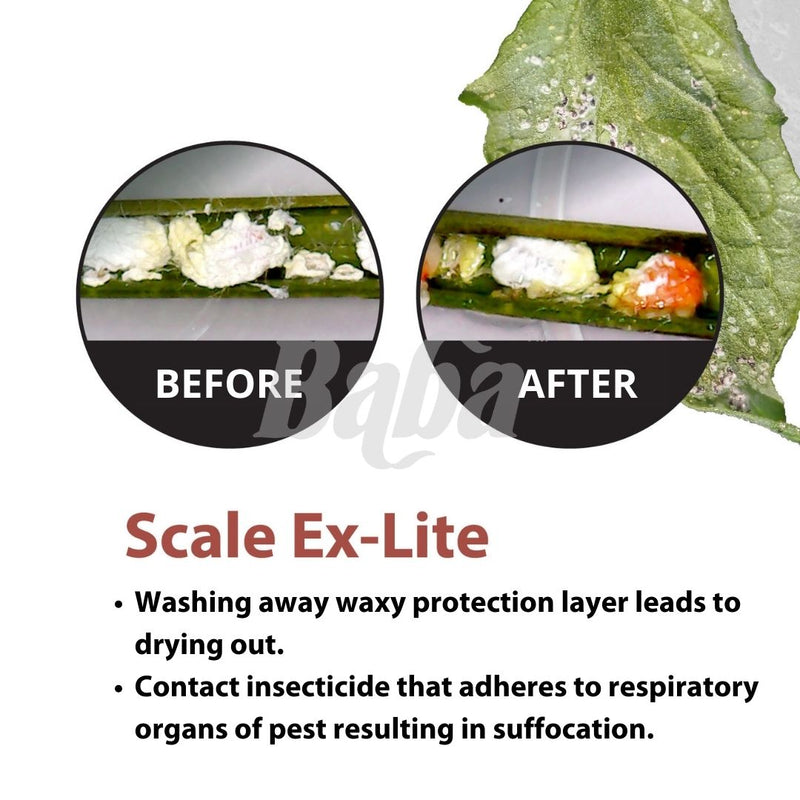 [PRE-ORDER] Farmer Pack- Mr Ganick Scale Ex Lite Concentrated (4L)