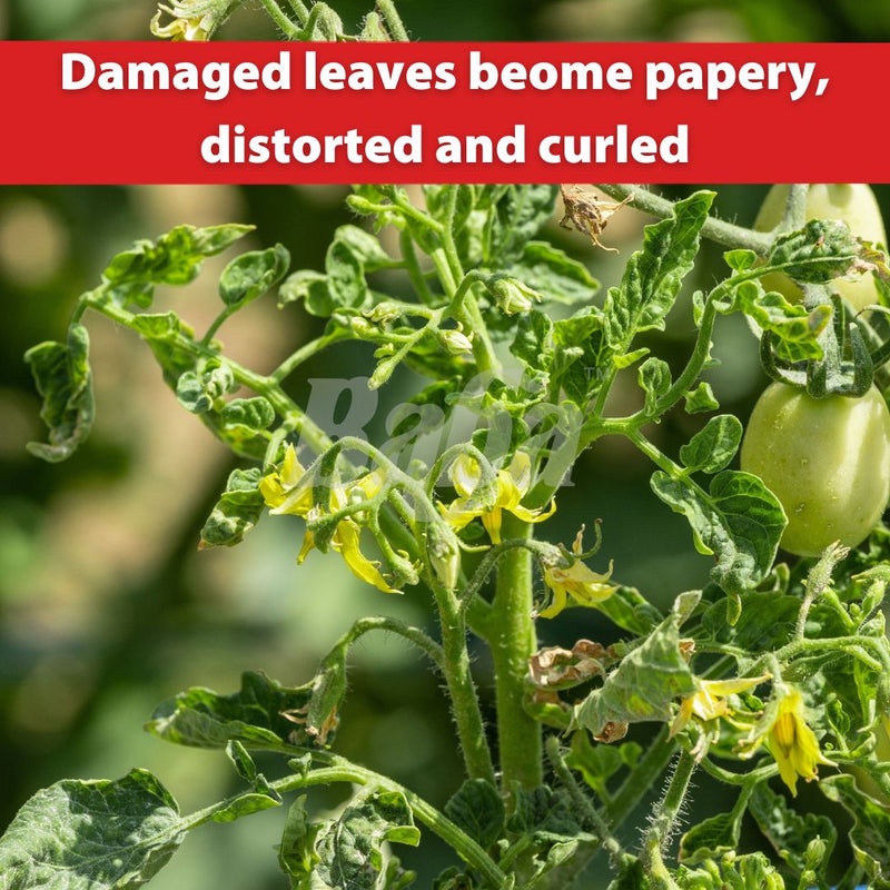 [PRE-ORDER] Farmer Pack- Mr Ganick LM Reaper (500G/ 1.5KG)