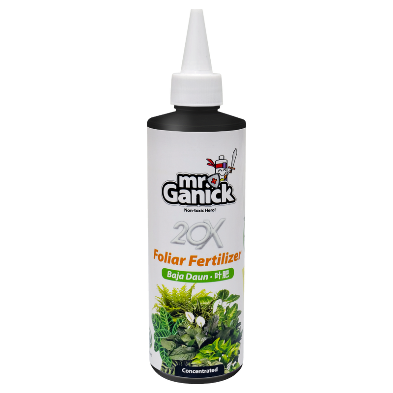Indoor Plant Care Essentials 室内绿植养护必备