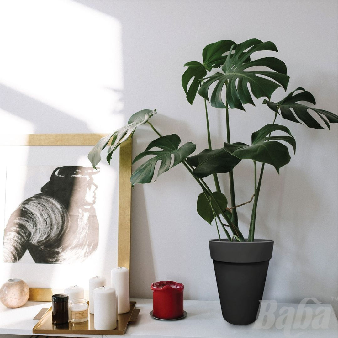 Baba Noble Series Biodegradable Flower Pot【BINB150/ BINB280】 — Baba