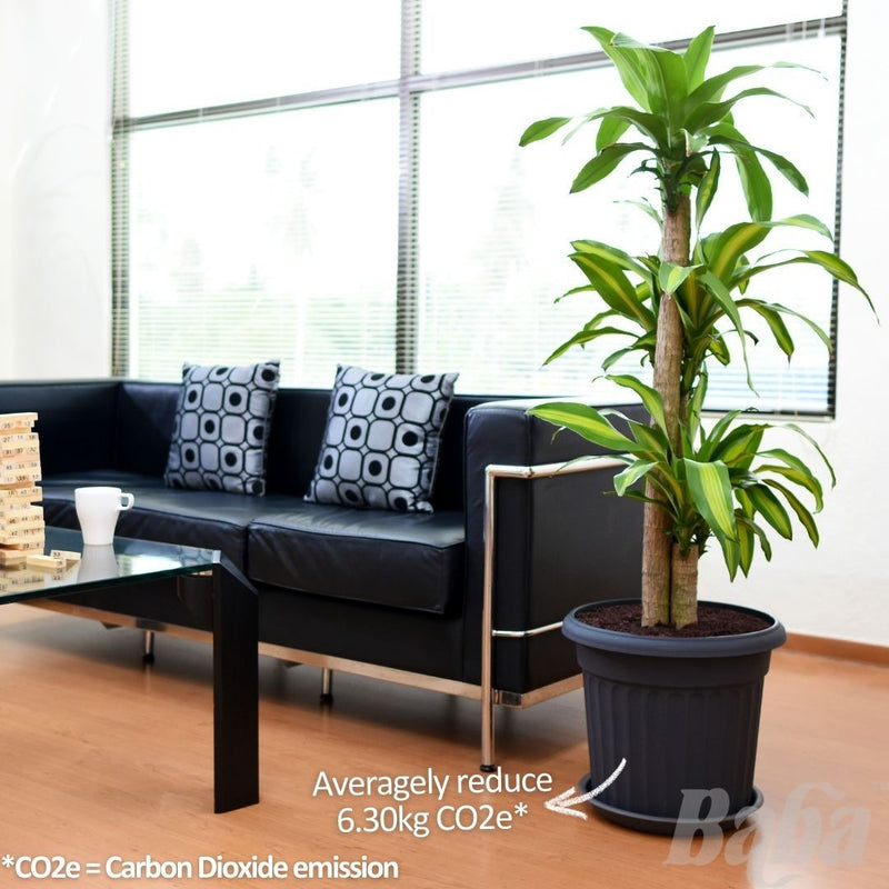Baba Romanesque Series Biodegradable Flower Pot【BI-RD-260/ BI-RD-310/ BI-RD-392】