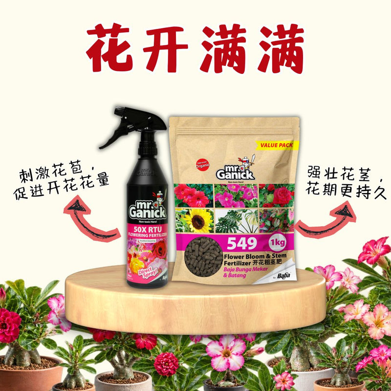 Adenium Bloom Care 富贵花开花养护