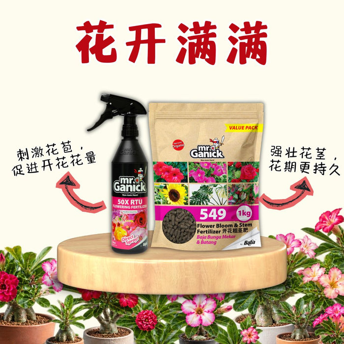 Adenium Bloom Care 富贵花开花养护