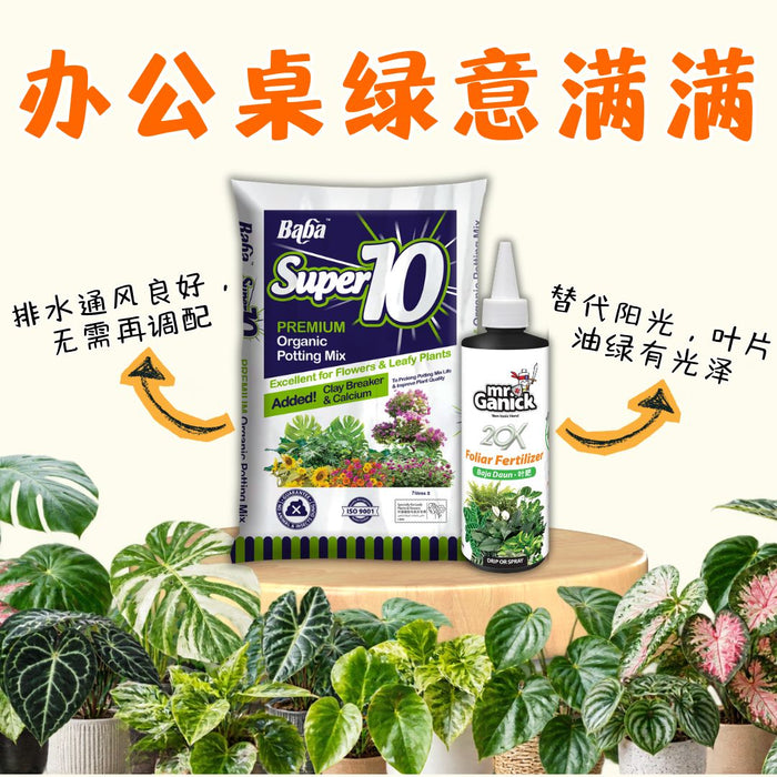 Indoor Plant Care Essentials 室内绿植养护必备