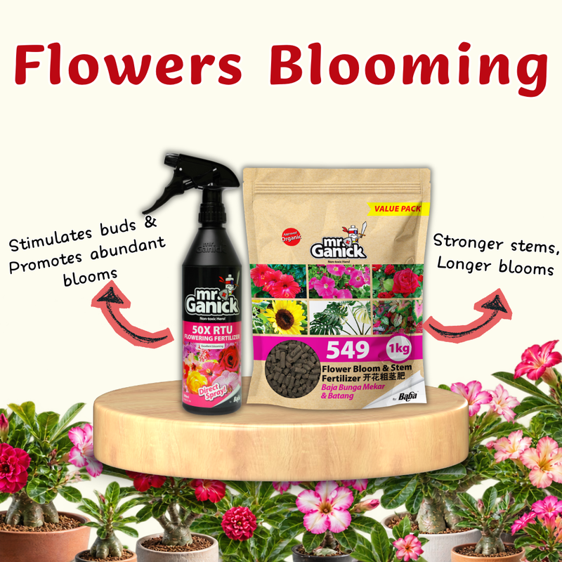 Adenium Bloom Care 富贵花开花养护