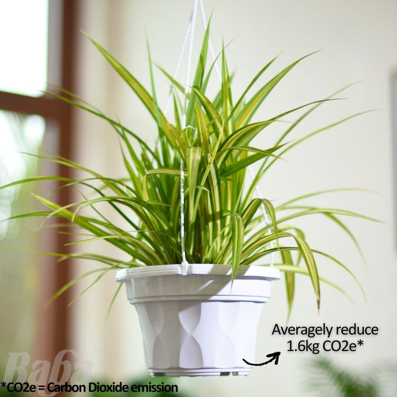 Baba SC Series Biodegradable Flower Pot【SC-220/ SC-260/ SC-310】
