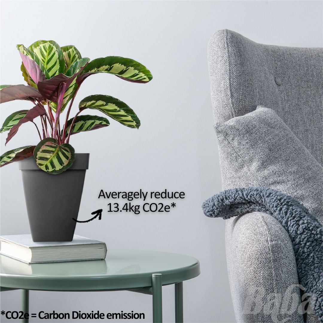 Flower Pot - Baba Santorini Series Biodegradable Square Pot — Baba E Shop