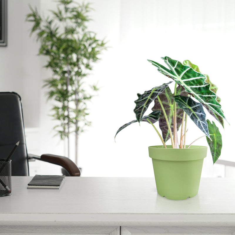 Baba Tenen Series Biodegradable Flower Pot