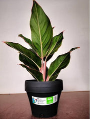 2pcs of Baba FL-160 Biodegradable Flower Pot-Flower Pot-Baba E Shop
