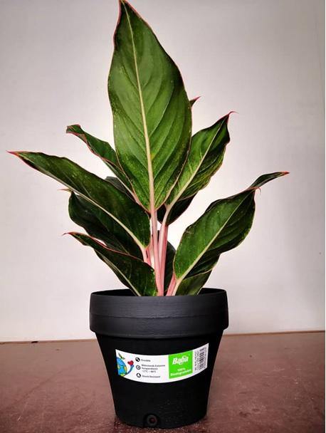 2pcs of Baba FL-160 Biodegradable Flower Pot-Flower Pot-Baba E Shop