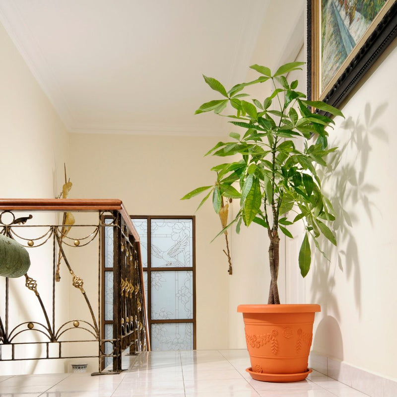 Baba Biodegradable Grand Roman Series Flower Pot【BI-GR-310/ BI-GR-410/ BI-GR-480/ GR-630】