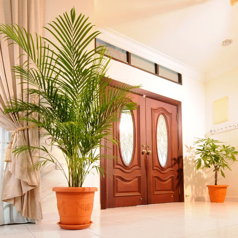 Baba Biodegradable Grand Roman Series Flower Pot【BI-GR-310/ BI-GR-410/ BI-GR-480/ GR-630】