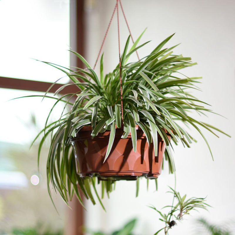 Baba SC Series Biodegradable Flower Pot【SC-220/ SC-260/ SC-310】
