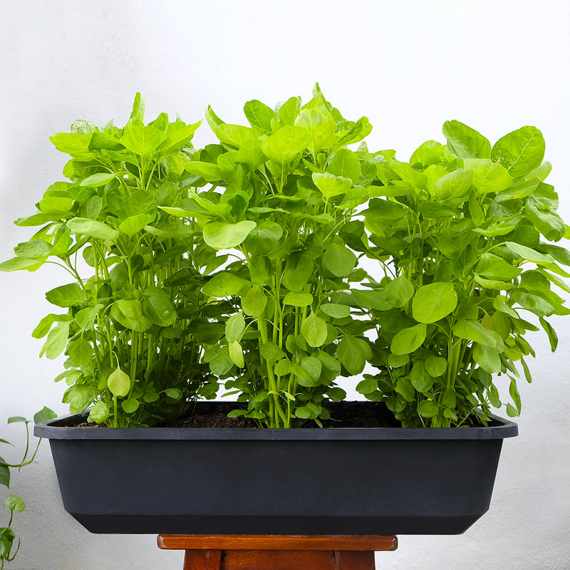 Baba Yasa-i Super Vege Tray