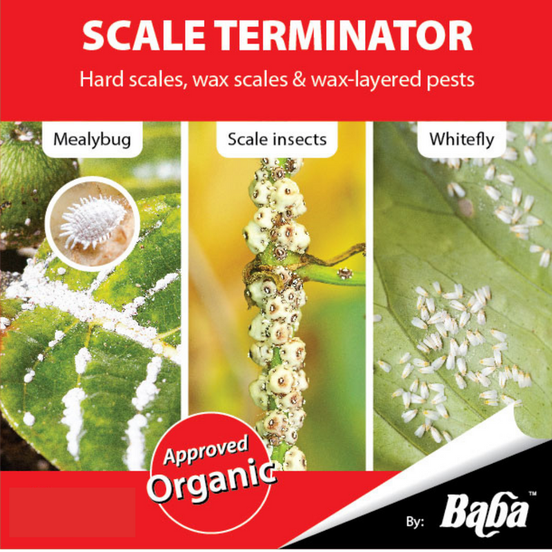 [PRE-ORDER] Farmer Pack-Mr Ganick Scale Terminator Concentrated (1L/4L)