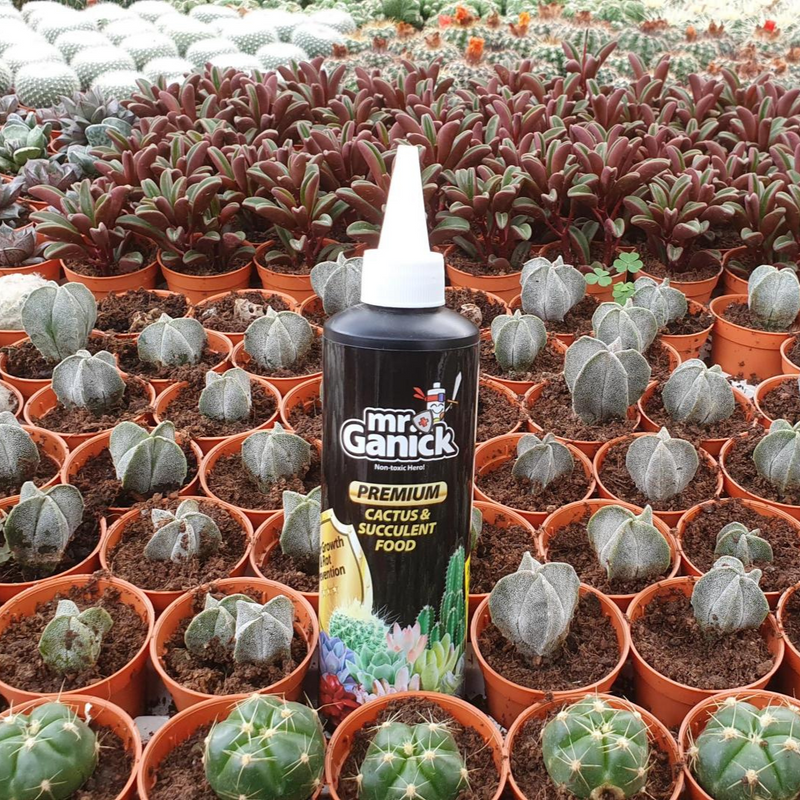 Mr Ganick Cactus & Succulent Food (250ML)