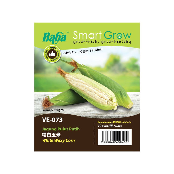 Baba Smart Grow Seed: VE-073 White Waxy Corn