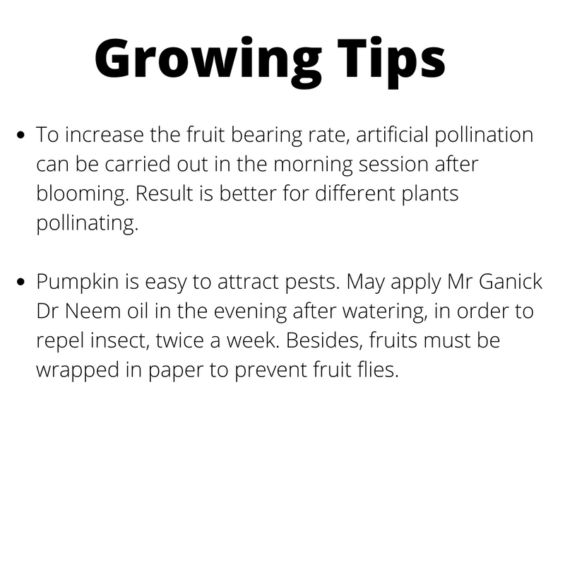 Baba Smart Grow Seed: VE-070 Mini Sweet Pumpkin