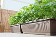 Urban Farming Package - Green Round Amaranth + Amaranth Red Autumn-Vegetable Garden-Baba E Shop