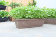 Urban Farming Package - Green Round Amaranth + Amaranth Red Autumn-Vegetable Garden-Baba E Shop