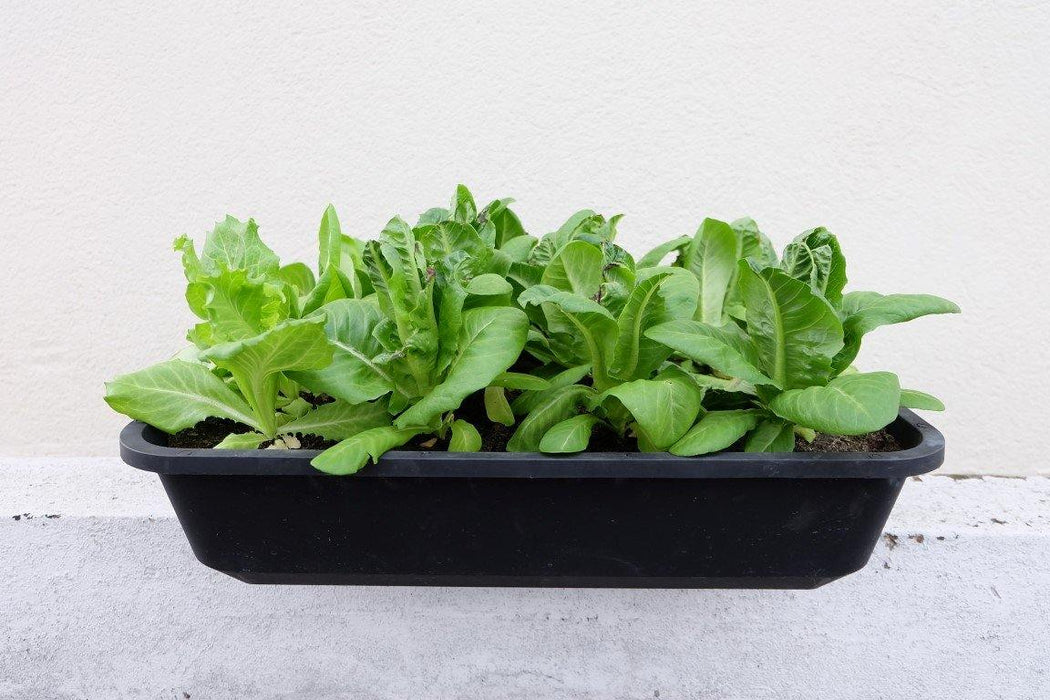Urban Farming Package - Leafy Vegetables-Vegetable Garden-Baba E Shop