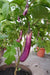 Melon & Beans Home Package - VE-023 F1 Long Brinjal-Vegetable Garden-Baba E Shop