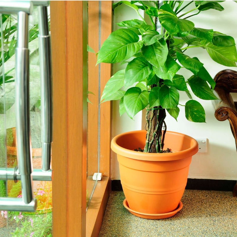 Baba Elegant Series Biodegradable Flower Pot【BI-EG-260/ BI-EG-310/ BI-EG-392/ BI-EG-465/ EG-512】