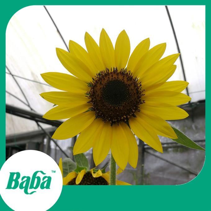 Baba Smart Grow Seed: FR-001 Sunflower-Seeds-Baba E Shop
