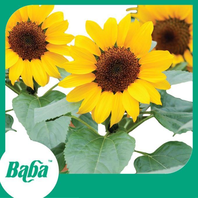 Baba Smart Grow Seed: FR-001 Sunflower-Seeds-Baba E Shop