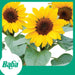 Baba Smart Grow Seed: FR-001 Sunflower-Seeds-Baba E Shop