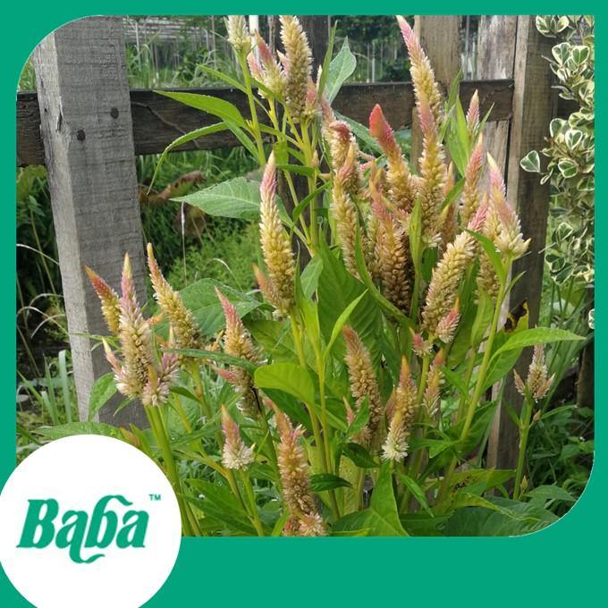 Baba Smart Grow Seed: FR-002 Celosia Olumisa-Seeds-Baba E Shop