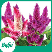 Baba Smart Grow Seed: FR-002 Celosia Olumisa-Seeds-Baba E Shop