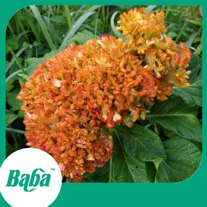 Baba Smart Grow Seed: FR-203 Cockscomb