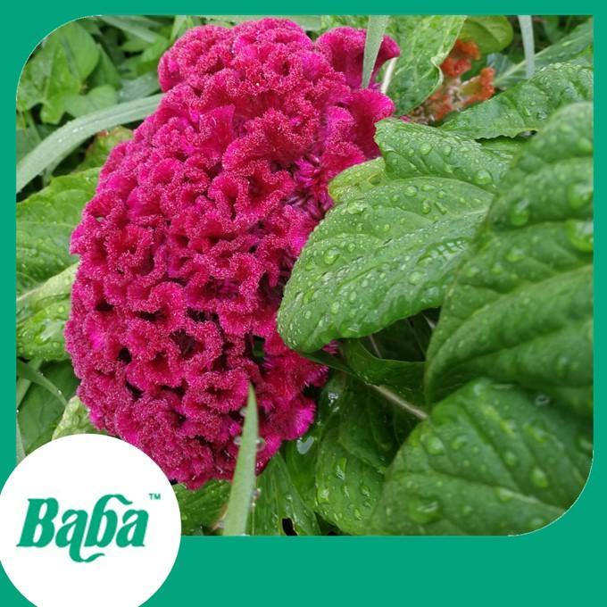 Baba Smart Grow Seed: FR-203 Cockscomb