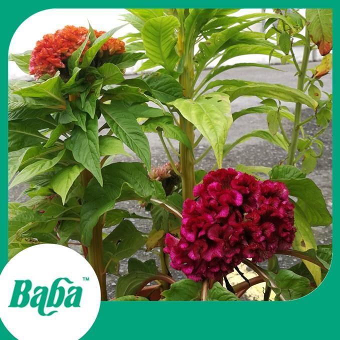 Baba Smart Grow Seed: FR-203 Cockscomb