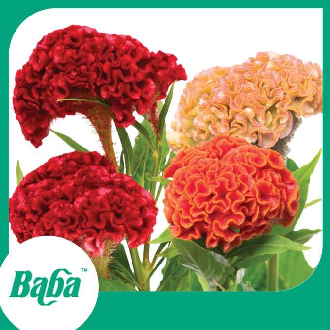 Baba Smart Grow Seed: FR-203 Cockscomb