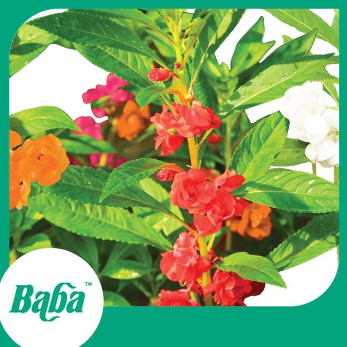 Baba Smart Grow Seed: FR-004 Garden Balsam-Seeds-Baba E Shop