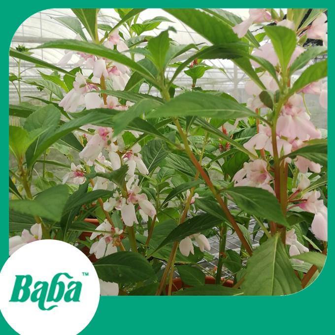 Baba Smart Grow Seed: FR-004 Garden Balsam-Seeds-Baba E Shop