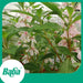 Baba Smart Grow Seed: FR-004 Garden Balsam-Seeds-Baba E Shop