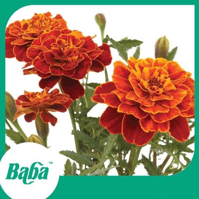 Baba Smart Grow Seed: FR-005 French Marigold-Seeds-Baba E Shop