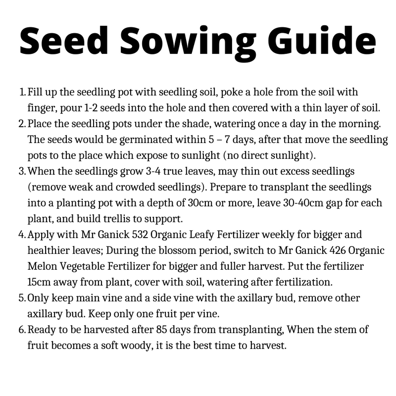 Baba Smart Grow Seed: VE-070 Mini Sweet Pumpkin