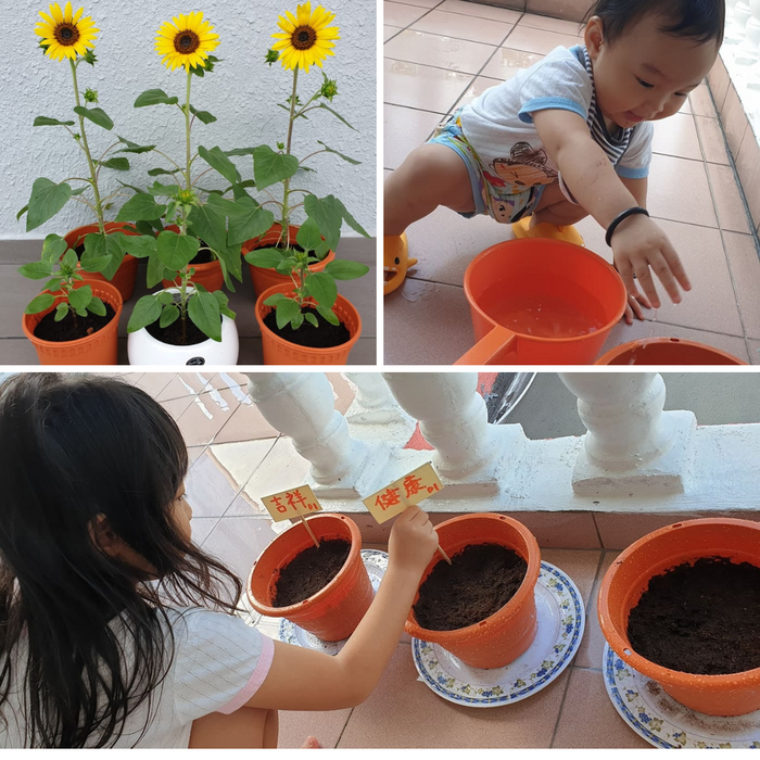 Planting Package - Sunflower