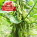 Plant Edamame at home!-Vegetable Garden-Baba E Shop