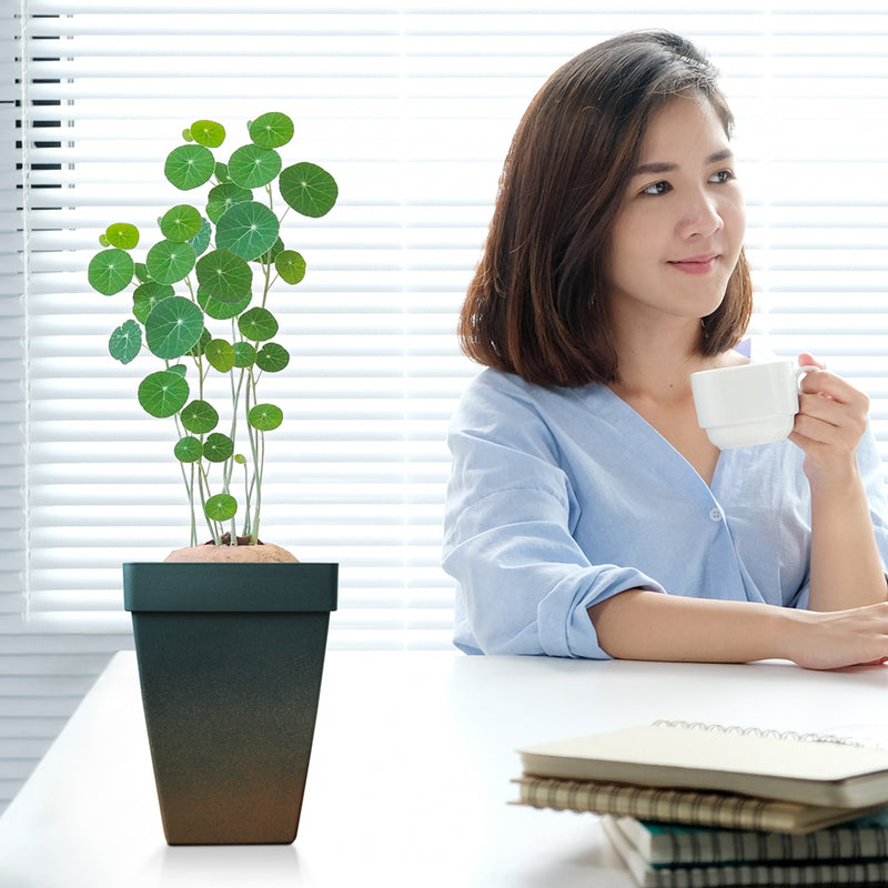 Baba Santorini Biodegradable Square Pot【BI-SPH-145/ BI-SPH-220/ BI-SPH-300/ SPH-400】