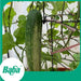 Baba Smart Grow Seed: VE-024 F1 Cucumber-Seeds-Baba E Shop