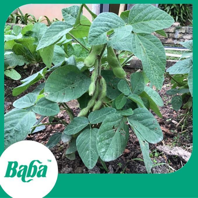 edamame beans seeds to plant Baba Smart Grow Seed: VE-057 Edamame — Baba E Shop